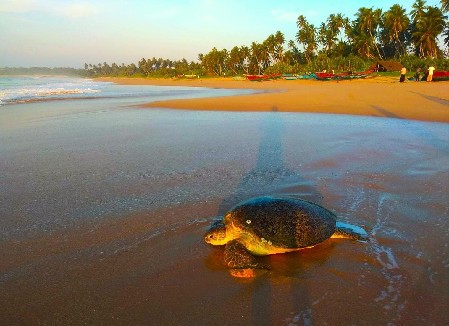 Sleeping Elephant Beach Resort Tangalle Kültér fotó